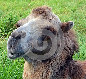 Camel is an ungulate