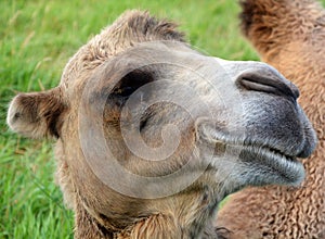 Camel is an ungulate photo