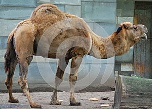 Camel is an ungulate within the genus Camelus,