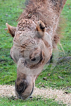 Camel is an ungulate within the genus Camelus,