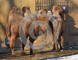 Camel  is an ungulate within the genus Camelus,