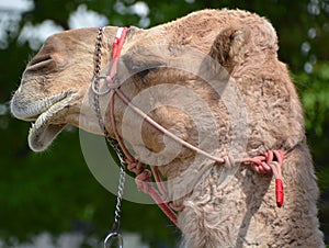 Camel  is an ungulate within the genus Camelus