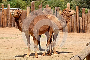 Camel is an ungulate within the genus Camelus,