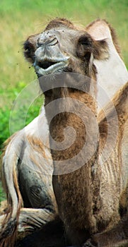 Camel is an ungulate within the genus Camelus