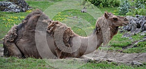 Camel  is an ungulate within the genus Camelus,