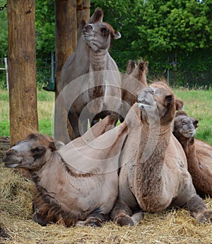 Camel  is an ungulate within the genus Camelus,