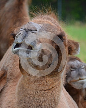 Camel  is an ungulate within the genus Camelus,