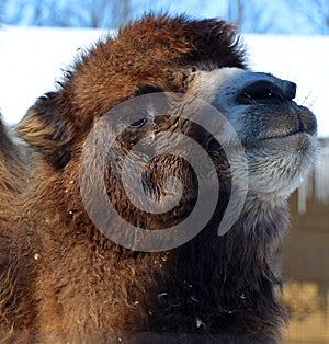 Camel  is an ungulate within the genus Camelus,