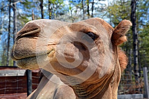 Camel  is an ungulate within the genus Camelus