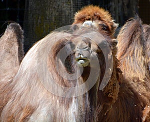 Camel is an ungulate within the genus Camelus,