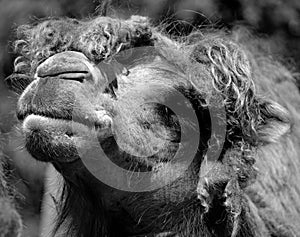 Camel  is an ungulate within the genus Camelus,