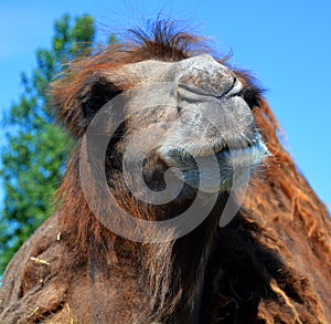 Camel  is an ungulate within the genus Camelus,