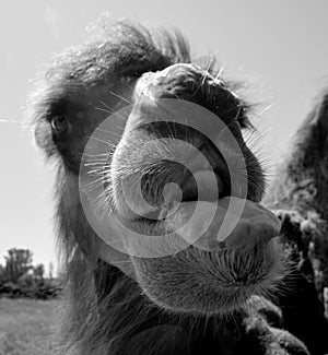Camel  is an ungulate within the genus Camelus,