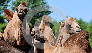 Camel is an ungulate within the genus Camelus,