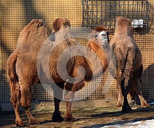 Camel  is an ungulate within the genus Camelus