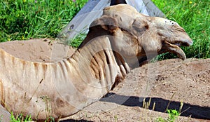 Camel is an ungulate within the genus Camelus,