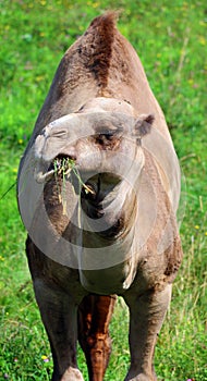 Camel is an ungulate within the genus Camelus,