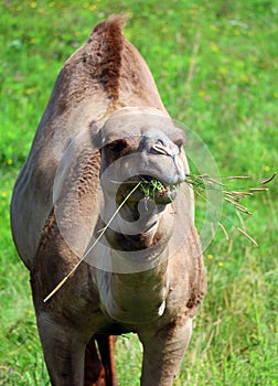 Camel is an ungulate within the genus Camelus,