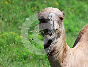 Camel is an ungulate within the genus Camelus,