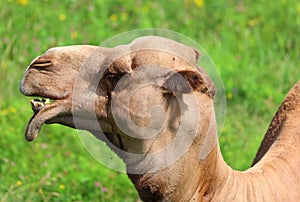 Camel is an ungulate within the genus Camelus,