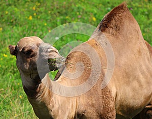 Camel is an ungulate within the genus Camelus,