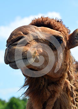 Camel is an ungulate photo