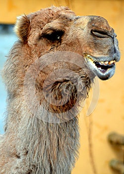 Camel is an ungulate within the genus Camelus