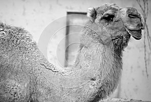 Camel is an ungulate within the genus Camelus photo