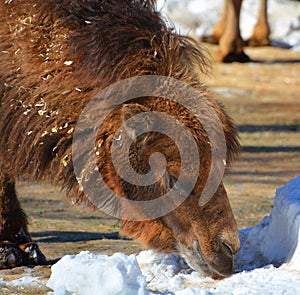 Camel is an ungulate within the genus Camelus photo