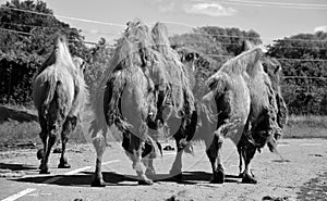 Camel  is an ungulate within the genus Camelus,