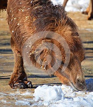 Camel is an ungulate within the genus Camelus photo