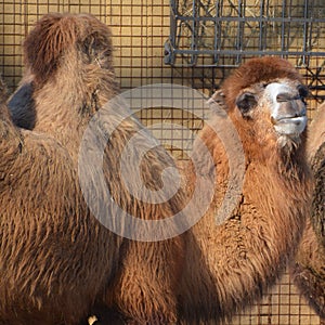 Camel  is an ungulate within the genus Camelus, photo