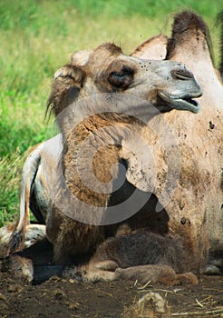 Camel is an ungulate within the genus Camelus photo
