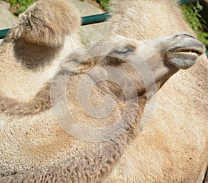 Camel  is an ungulate within the genus Camelus photo