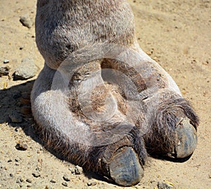 Camel  is an ungulate within the genus Camelus foot photo