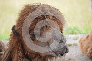 Hairy Camel