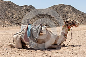 Camel used for desert safari in Egypt