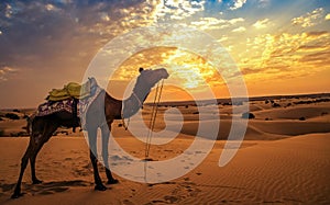 Camel used for desert safari at Jaisalmer Thar desert at sunset with moody sky