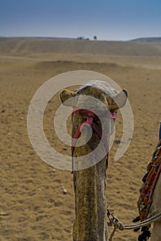 Camel views desert at Pyramids of Giza, Cairo, Egypt