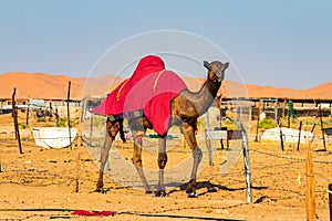 Camel in Village in the desert of Rub al Khali or Empty Quarter