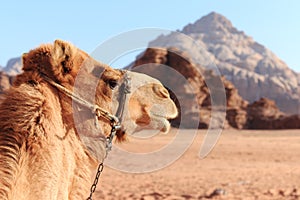 Camel in the Wadi Rum desert, Jordan, at sunset