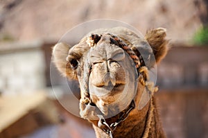 Camel in Wadi Rum (Jordan)