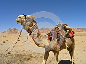 Camel, Wadi Rum JORDAN