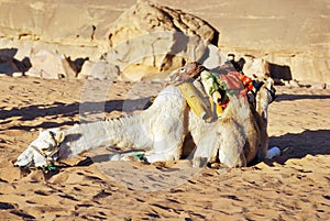 Camel Wadi Rum Jordan photo