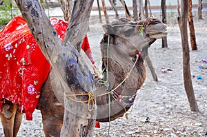 A camel waits for his owner in Agra, India.