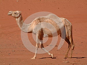 Camel walking in desert