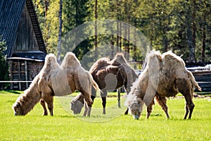 camel walking and feeding in a green field of grass