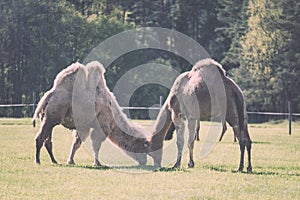 camel walking and feeding in a green field of grass - vintage film look