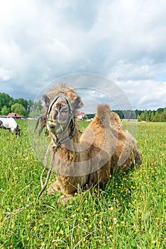 Camel walking in the field