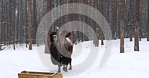 Camel walking in the forest during snowfall in winter